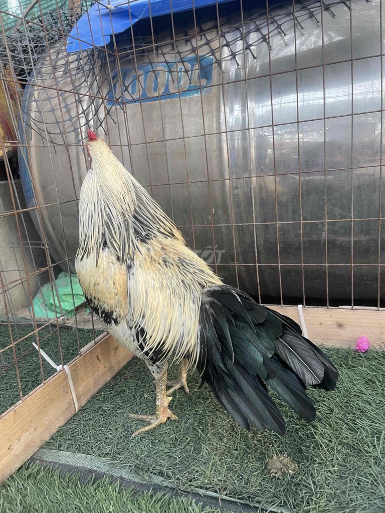 Gà chọi Trắng Đen Vàng Đực. Mua bán Gà tại Quận 12 Tp Hồ Chí Minh được đăng bởi Trí Huỳnh hình 1
