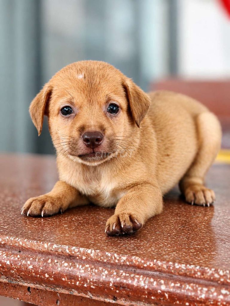 Chó lai giá từ 100k ạ. Mua bán Chó tại Huyện Long Hồ Vĩnh Long được đăng bởi July House  hình 1