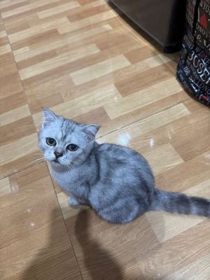 Tìm chủ mới. Mua bán Mèo tại Quận Hà Đông Hà Nội được đăng bởi Phuong Anh