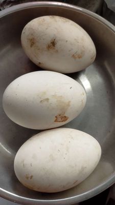 trứng Ngỗng
