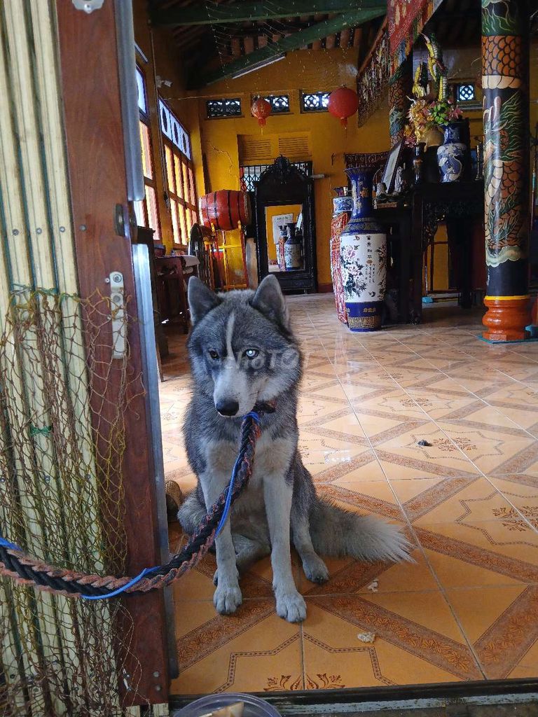 Chó Husky xám trắng đã tiêm. Mua bán Chó tại Quận 4 Tp Hồ Chí Minh được đăng bởi HUA MINH hình 1