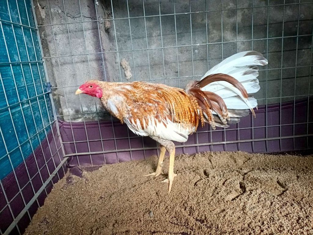 Gà chọi Cuban lai 7 tháng 1.5kg Nâu trắng. Mua bán Gà tại Thành phố Biên Hòa Đồng Nai được đăng bởi Thành kim  hình 1