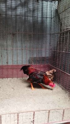 Đôi gà tre bắc cộc tít làm cảnh, sinh sản 