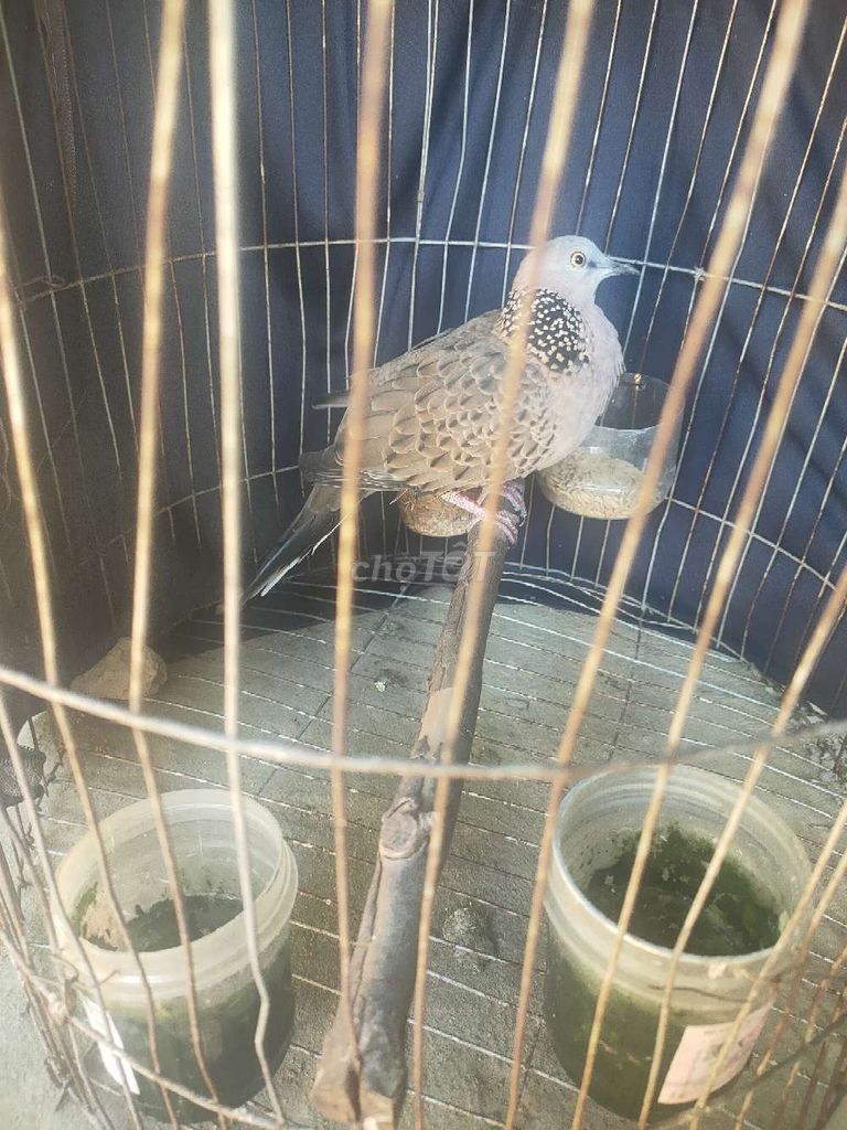 Chim cu gáy non trống. Mua bán Chim tại Huyện Phong Điền Thừa Thiên Huế được đăng bởi tiến đạt  hình 1