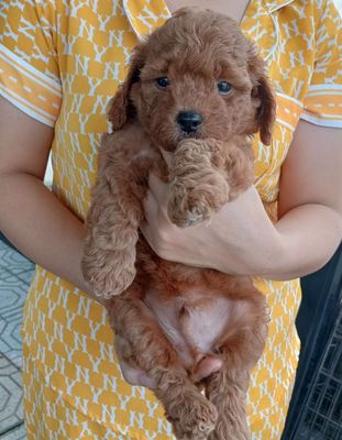 Chó Poodle con. Mua bán Chó tại Huyện Gò Dầu Tây Ninh được đăng bởi trần thị thu hạnh 