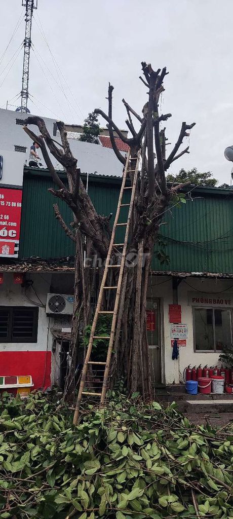 Cây đa lâu năm. Mua bán Cây cảnh, đồ trang trí tại Quận Hai Bà Trưng Hà Nội được đăng bởi Tai LD hình 1