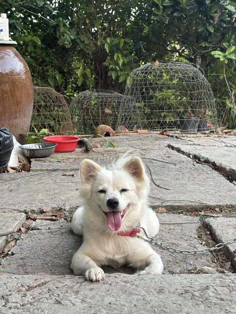 Chó Trắng. Mua bán Chó tại Huyện Cái Bè Tiền Giang được đăng bởi TrungDuy hình 1