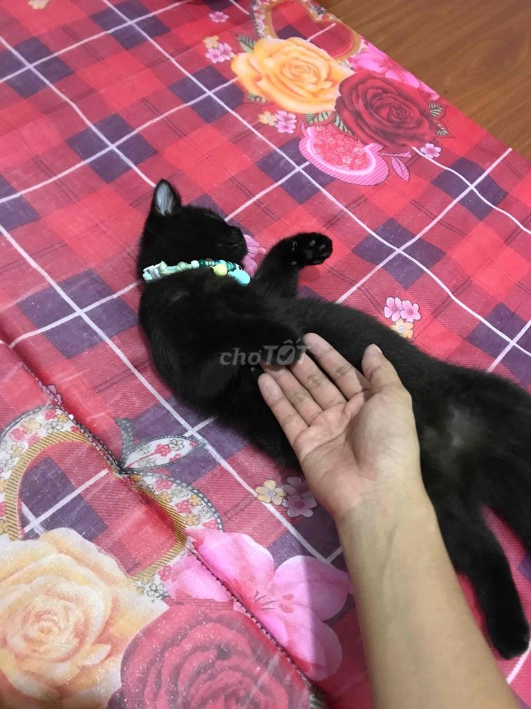 Mèo Anh lông ngắn Cái màu Đen. Mua bán Mèo tại Thành phố Sóc Trăng Sóc Trăng được đăng bởi Anh Khoa hình 1