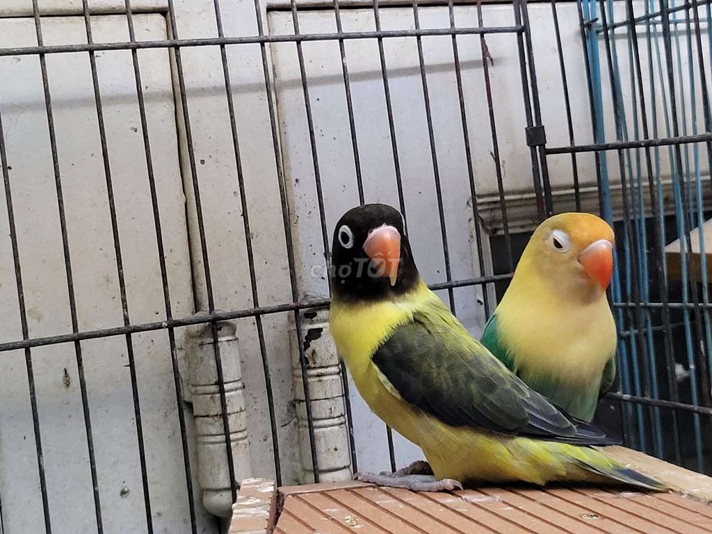 Dư cặp Vẹt Lovebird mới bắt cặp