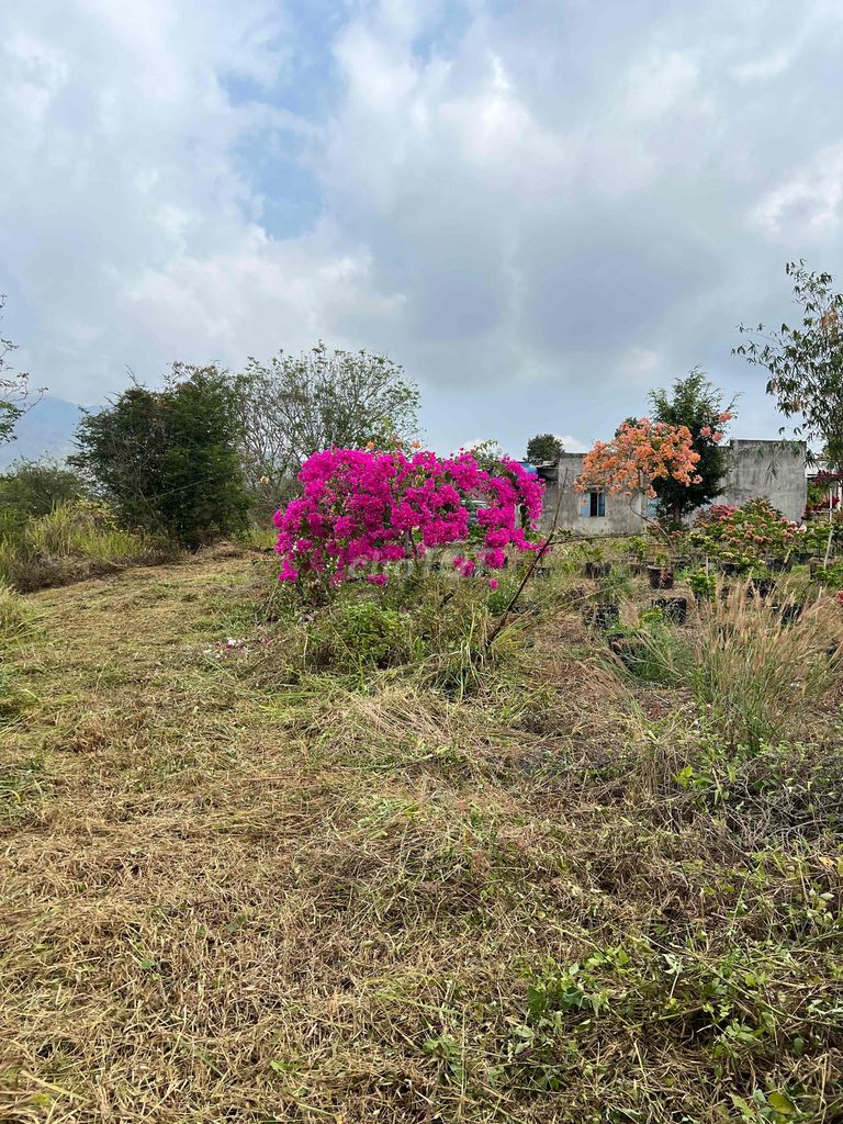 Đất ngay khu dân cư 1000m khu farm thanh long hoa giấy. Mua bán đất tại Huyện Hàm Thuận Nam Bình Thuận được đăng bởi Nguyễn Anh Sang hình 3