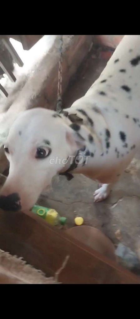 Bán chó đốm Cái to bự trưởng thành. Mua bán Chó tại Huyện Củ Chi Tp Hồ Chí Minh được đăng bởi Nguyễn Huy hình 1