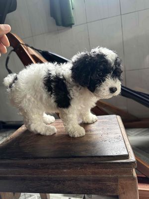 bé bò sữa cần tìm ba mẹ. Mua bán Chó tại Thị xã Bến Cát Bình Dương được đăng bởi Lê Quang Lộc