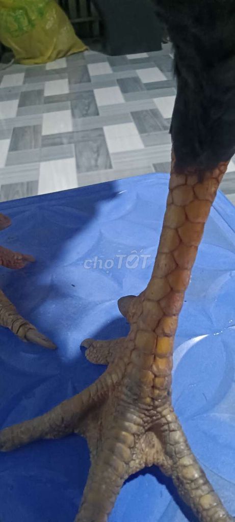 Gà tơ 6 tháng tuổi. Mua bán Gà tại Huyện Giồng Riềng Kiên Giang được đăng bởi gà đá KG hình 1