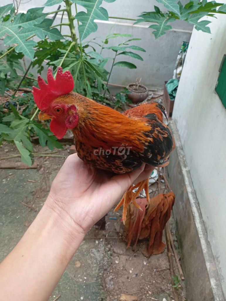 Cần bay 5 gà tre trống trưởng thành. Mua bán Gà tại Huyện Quế Võ Bắc Ninh được đăng bởi Trương bảo long hình 4