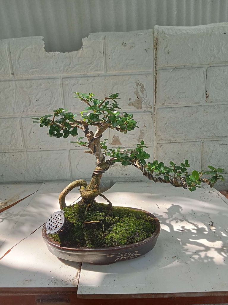 Bonsai mini thanh lý hết 7 em SH