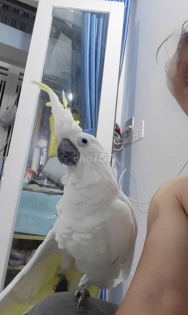 Bán bé trắng 3 tuổi. Mua bán Chim tại Thành phố Thủ Đức Tp Hồ Chí Minh được đăng bởi Le Quang hình 1