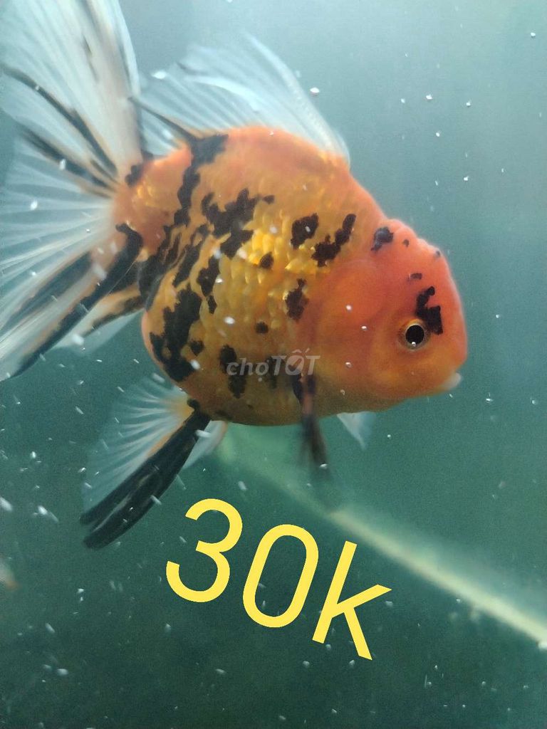 Cá cảnh Oranda Cam, đen, trắng 3 con. Mua bán Thú cưng khác tại Huyện Phong Điền Cần Thơ được đăng bởi hiếu hình 1