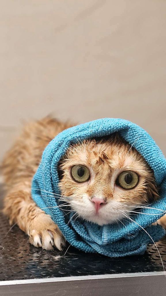 Thiến, triệt sản Mèo. Mua bán Phụ kiện, Thức ăn, Dịch vụ tại Quận Gò Vấp Tp Hồ Chí Minh được đăng bởi Hải Nquyễn hình 1