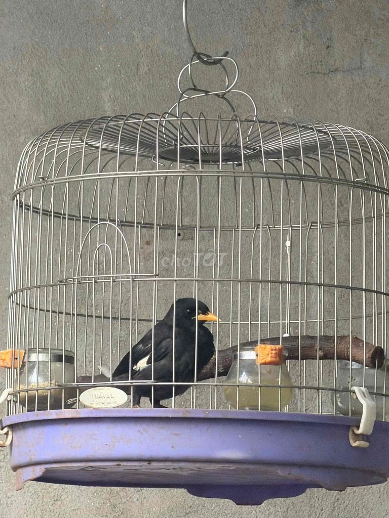 Chim Sáo đen 3-4 tháng tuổi. Mua bán Chim tại Thành phố Buôn Ma Thuột Đắk Lắk được đăng bởi Phan An hình 1
