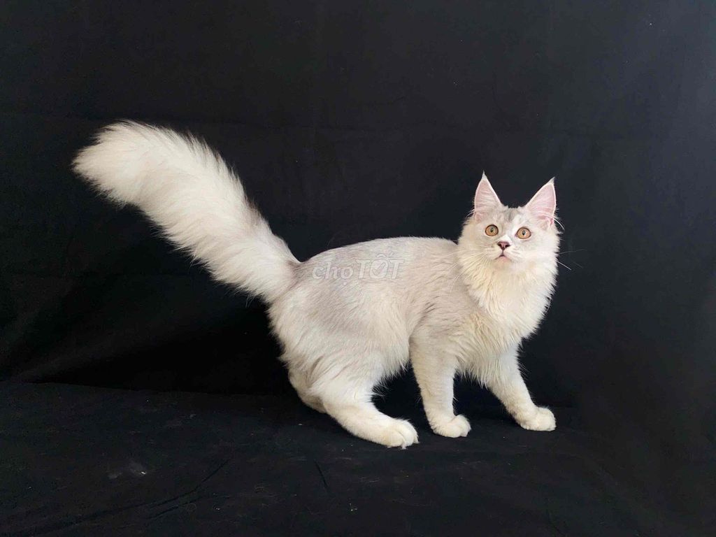 Mèo Maine Coon Đực Silver. Mua bán Mèo tại Quận 12 Tp Hồ Chí Minh được đăng bởi PET CƯNG QUẬN 12 hình 1
