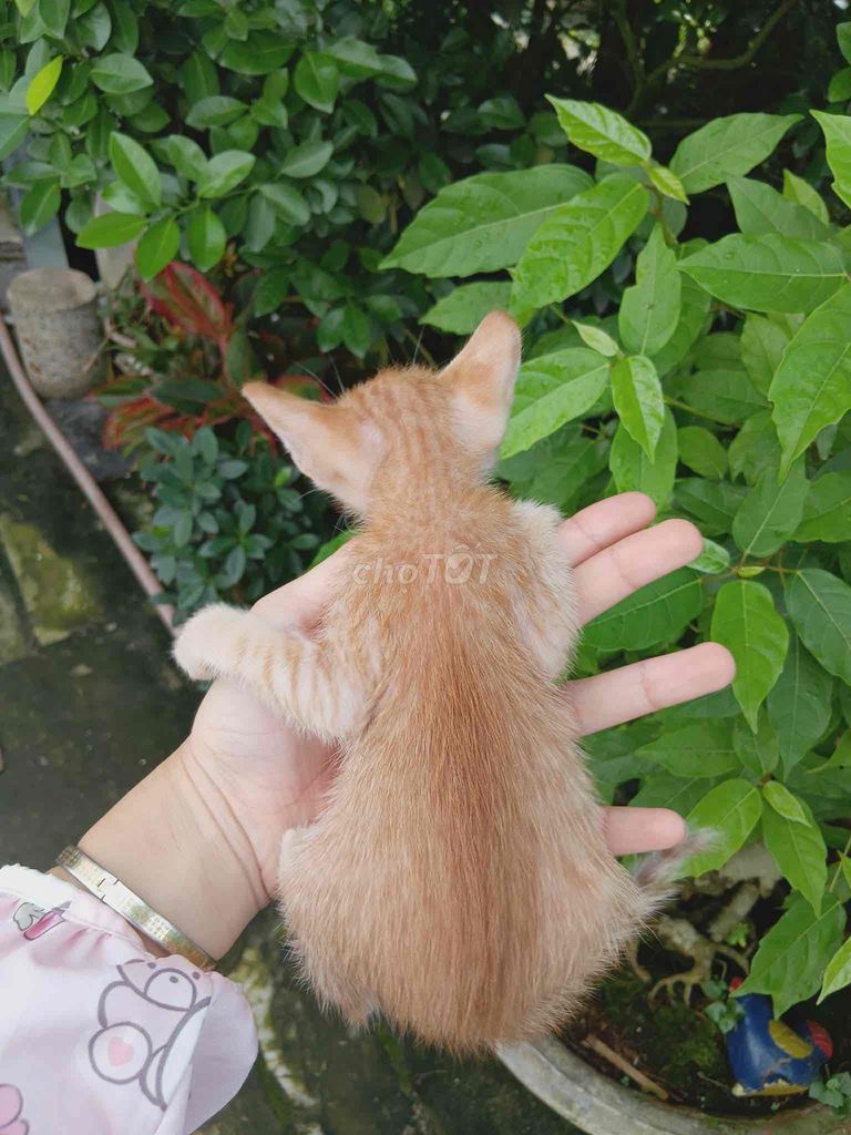 tặng mèo con. Mua bán Mèo tại Huyện Nhơn Trạch Đồng Nai được đăng bởi  Anh Thu hình 1