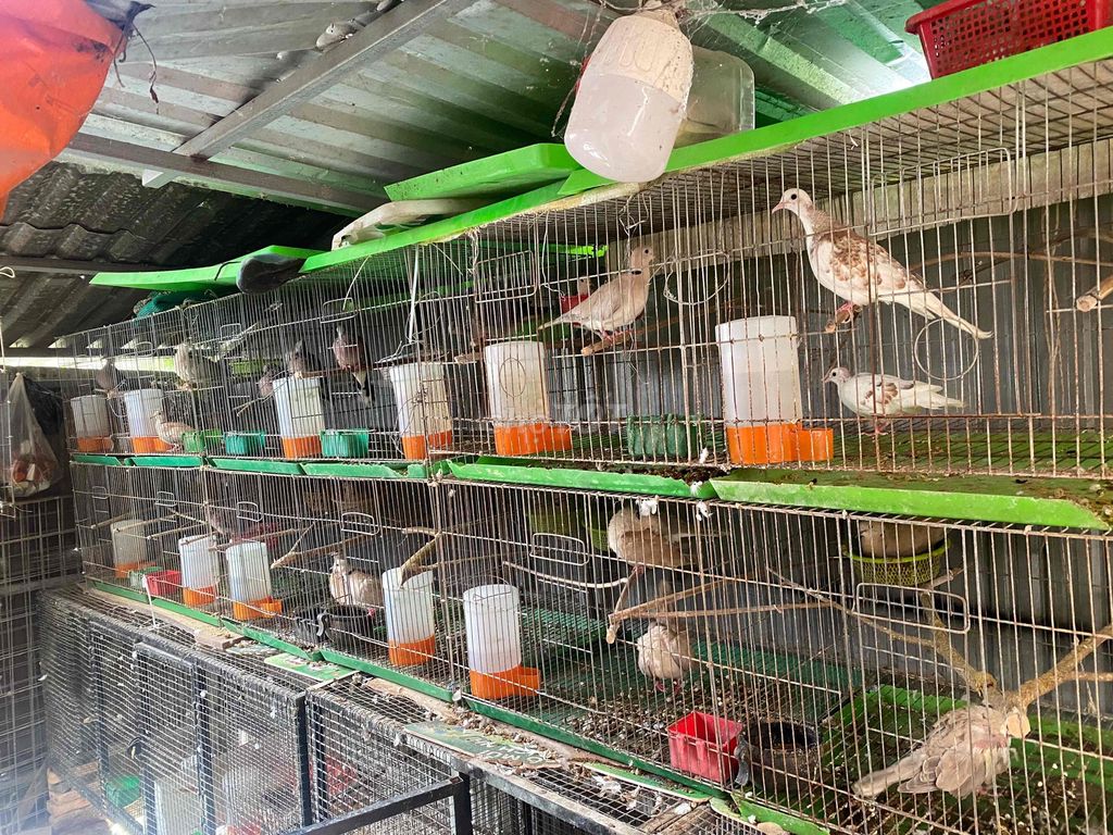 Chim Cu Pháp 1 cặp. Mua bán Chim tại Quận Ô Môn Cần Thơ được đăng bởi Thanh nguyễn hình 1