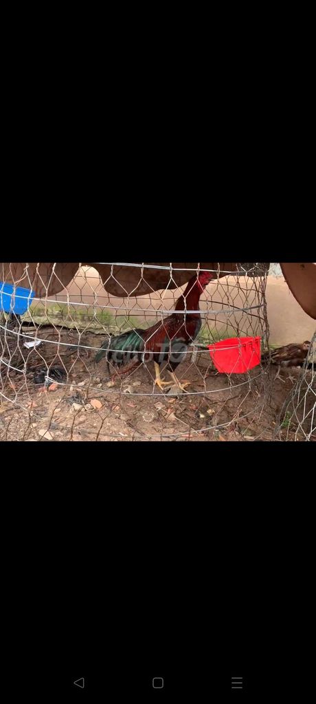 Gà đá. Mua bán Gà tại Huyện Gò Công Đông Tiền Giang được đăng bởi Ng Hlam hình 1