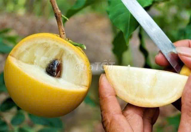 Cây giống Vú sữa hoàng kim. Mua bán Đồ chuyên dụng, Giống nuôi trồng tại Huyện Gia Lâm Hà Nội được đăng bởi Nhà vườn tuấn muôn  hình 1