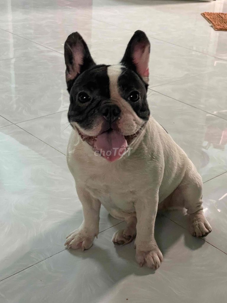 bull pháp cái tơ, pass rẻ tìm chủ chăm sóc em. Mua bán Chó tại Thị xã Bình Minh Vĩnh Long được đăng bởi Trại Bull Pháp Vĩnh Long hình 1