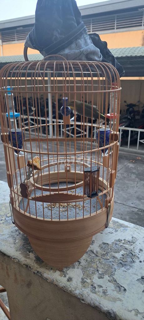 2 bộ khuyên 2 mùa. Mua bán Chim tại Thành phố Thủ Đức Tp Hồ Chí Minh được đăng bởi Phúc Hưng hình 1