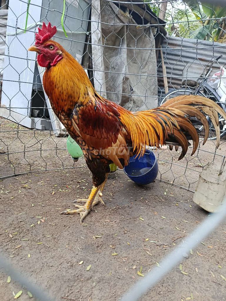 Gà chọi 3.1kg đực. Mua bán Gà tại Thị xã Phú Mỹ Bà Rịa - Vũng Tàu được đăng bởi BảoNguyễn hình 1