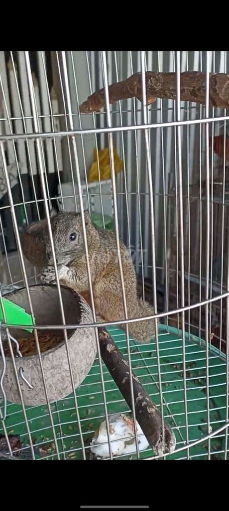 Sóc kiểmg. Mua bán Thú cưng khác tại Huyện Long Hồ Vĩnh Long được đăng bởi Thanh Trung hình 1