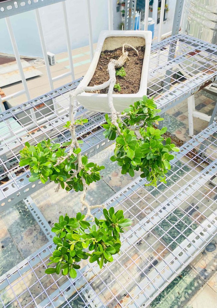 Bonsai Sam Núi, Sinh Cảnh Cổ Điển Hoài Niệm. Mua bán Cây cảnh, đồ trang trí tại Quận Tân Phú Tp Hồ Chí Minh được đăng bởi Nguyễn Hoàng hình 1