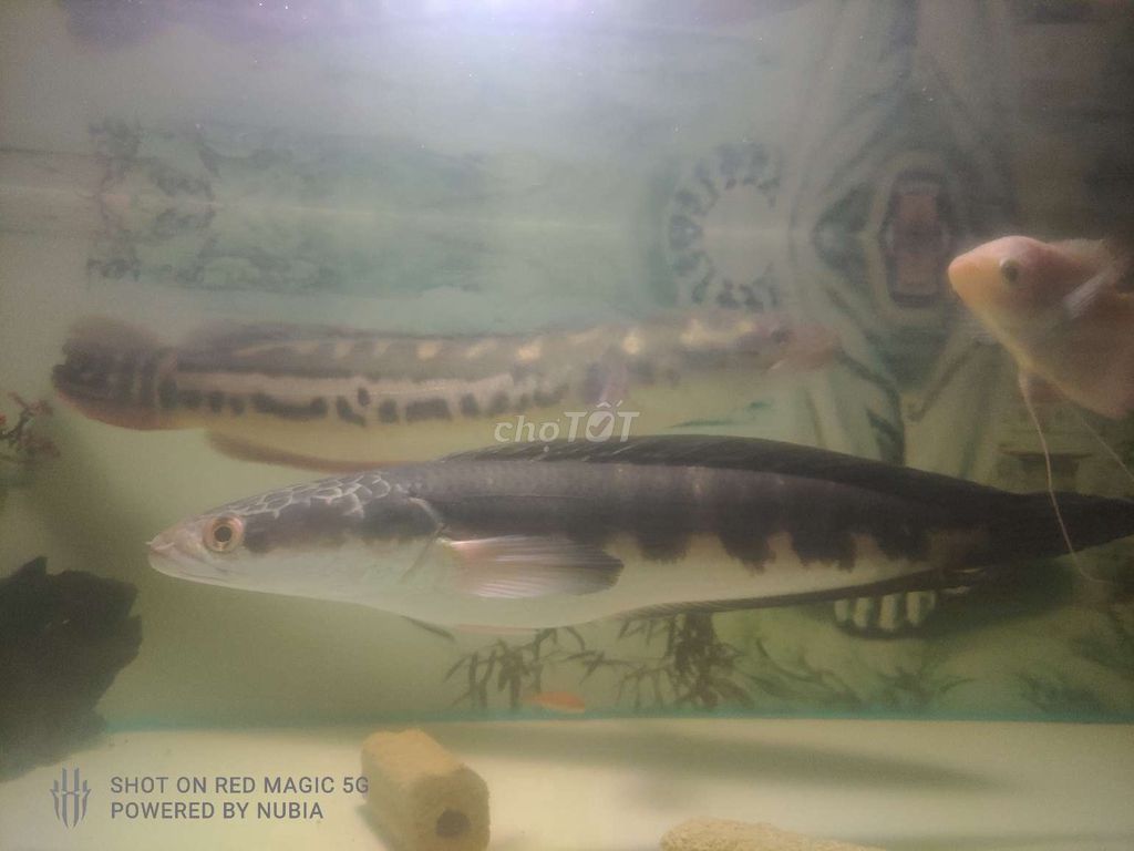 Cá lóc vảy rồng Vàng 30cm. Mua bán Thú cưng khác tại Huyện Châu Thành Hậu Giang được đăng bởi Bão Quốc hình 1
