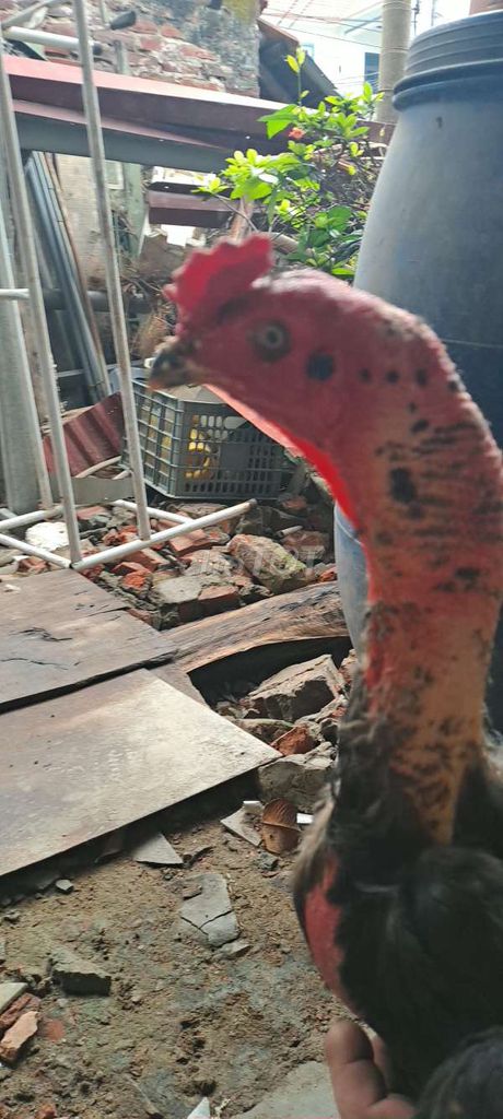 Gà chọi ô chân xanh đực 12 tháng. Mua bán Gà tại Huyện Phúc Thọ Hà Nội được đăng bởi Bông Hồng Xanh hình 1
