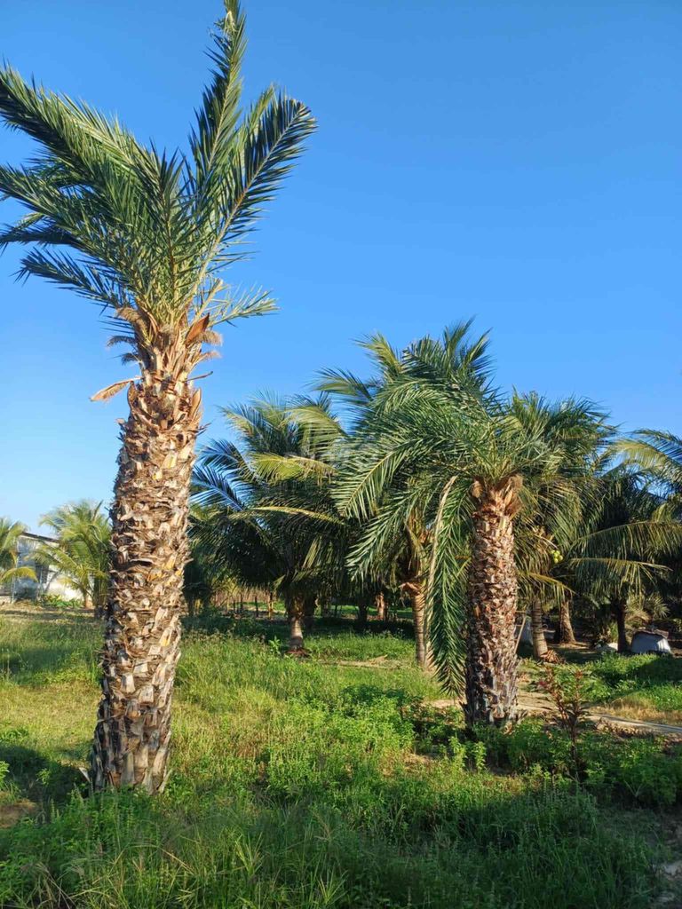 Cây Chà là Trên 3m đã ra trái. Mua bán Cây cảnh, đồ trang trí tại Quận 1 Tp Hồ Chí Minh được đăng bởi Phạm Hoàng Trương hình 1