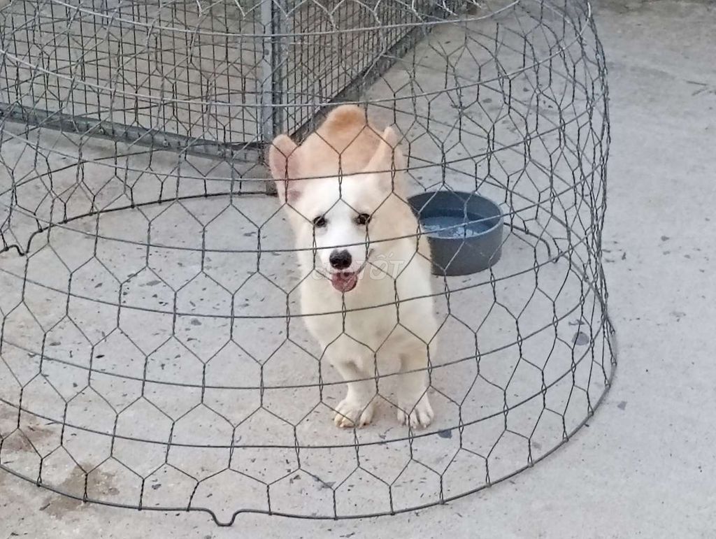 Chó Corgi cái vàng kem đã sinh sản. Mua bán Chó tại Quận Cái Răng Cần Thơ được đăng bởi Nhân Rottweiler  hình 1