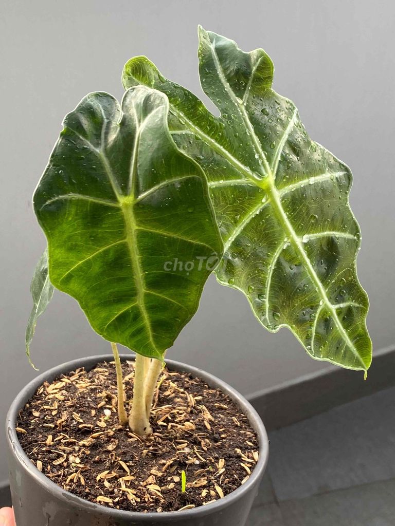 Cây cảnh để bàn Lá Vẩy Rồng luôn chậu. Mua bán Cây cảnh, đồ trang trí tại Quận Bình Tân Tp Hồ Chí Minh được đăng bởi Henry Garden hình 1