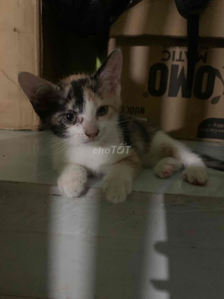 mèo con tai cụp. Mua bán Mèo tại Quận Bình Tân Tp Hồ Chí Minh được đăng bởi Thanh Đào hình 1