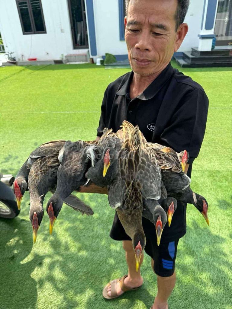 trại thụy phương bán chim sâm sen. Mua bán Thú cưng khác tại Quận Long Biên Hà Nội được đăng bởi tổng kho gia dụng  hình 1