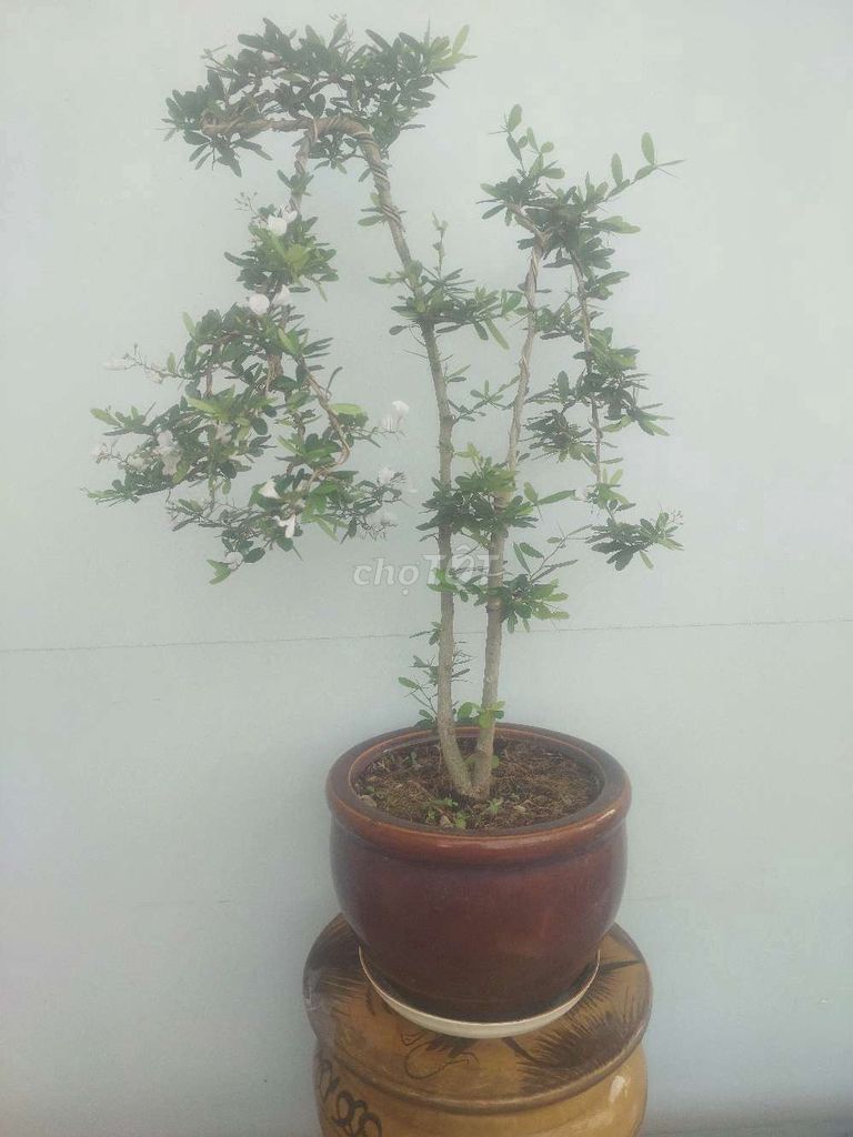 Sam trắng bonsai để bàn song thân đang hoa & nụ