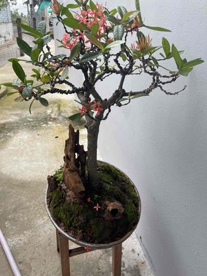 Gốc hoa mẫu đơn. Mua bán Cây cảnh, đồ trang trí tại Thành phố Mỹ Tho Tiền Giang được đăng bởi Trần Trung 