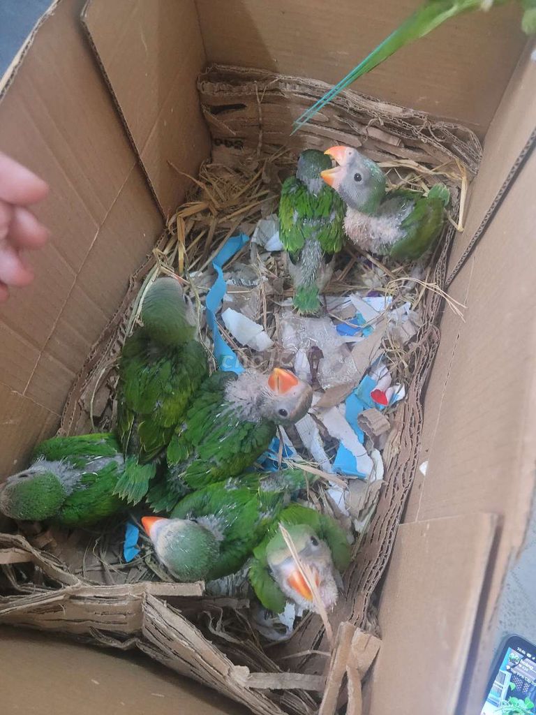 Chim Vẹt non xanh lá biết nói. Mua bán Chim tại Quận Bình Thạnh Tp Hồ Chí Minh được đăng bởi Shop chim cảnh hình 1