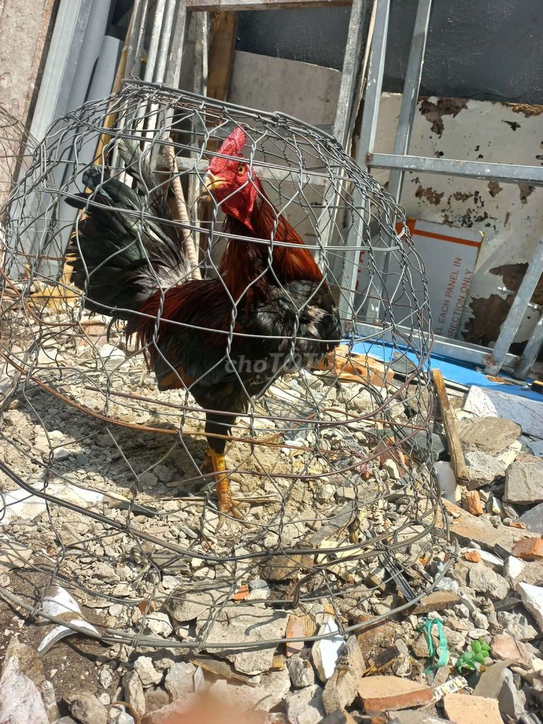 gà 1kg8 tay1 cục gà zin bán hoặc gl gà ko tât lôi . Mua bán Gà tại Quận 10 Tp Hồ Chí Minh được đăng bởi Thanh Quy hình 1