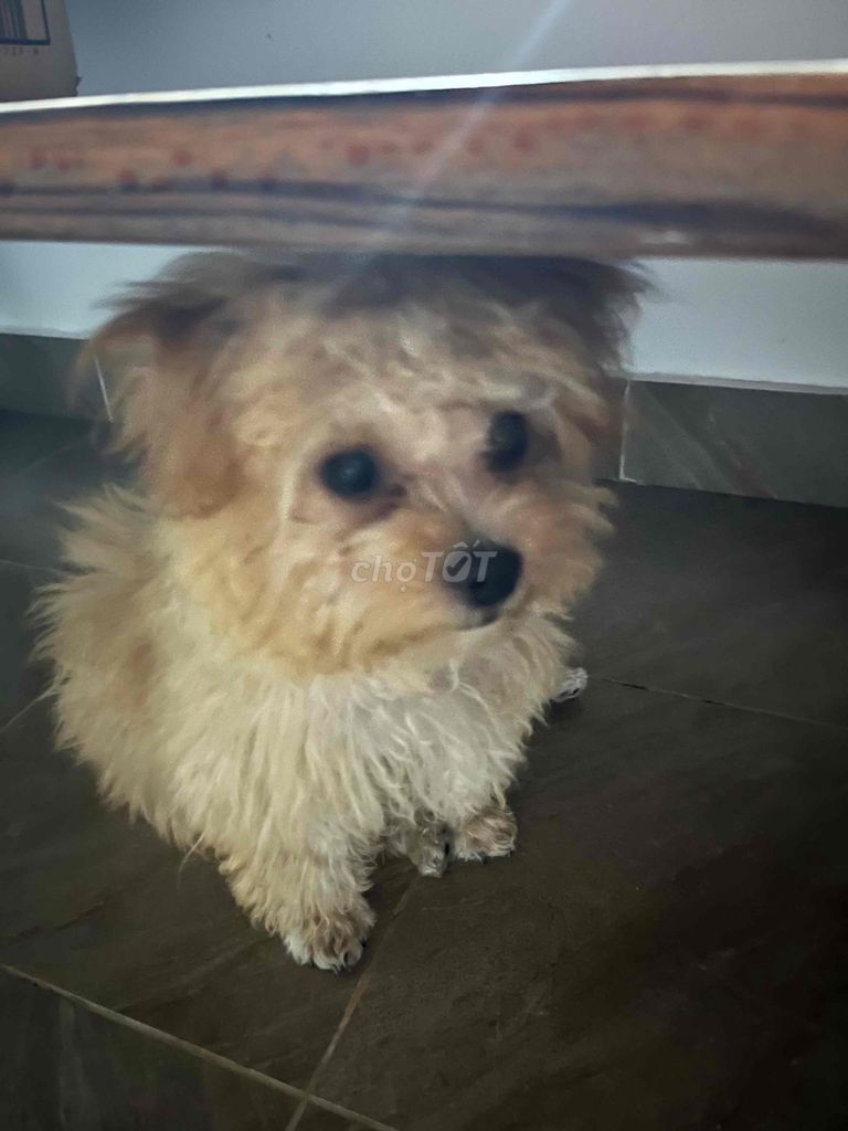 Chó Maltipoo cái 6 tháng. Mua bán Chó tại Quận Lê Chân Hải Phòng được đăng bởi Luna Kim hình 1
