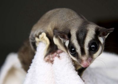 Sóc 🐿 trưởng thành không có thời gian nui a. Mua bán Thú cưng khác tại Quận Bình Tân Tp Hồ Chí Minh được đăng bởi Phan Phúc Land
