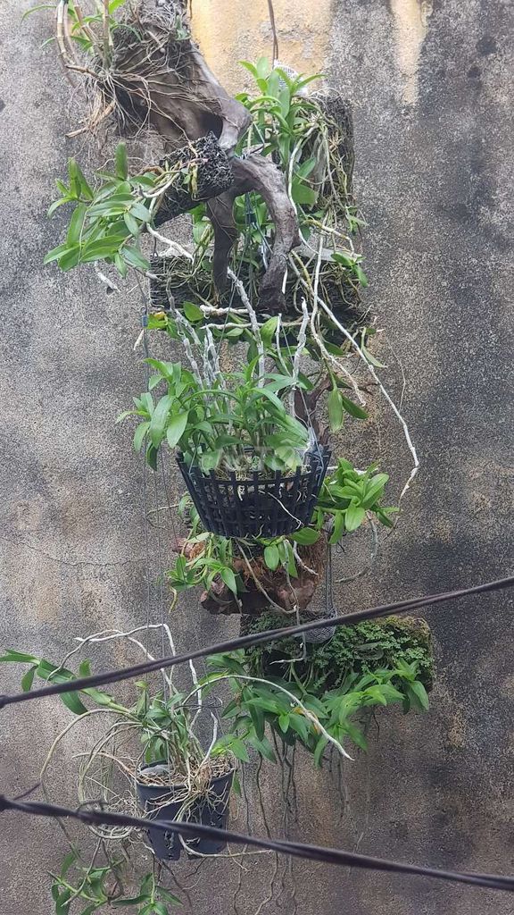 Thanh lí cây cảnh bonsai. Mua bán Cây cảnh, đồ trang trí tại Quận Lê Chân Hải Phòng được đăng bởi Manh Nguyen hình 1