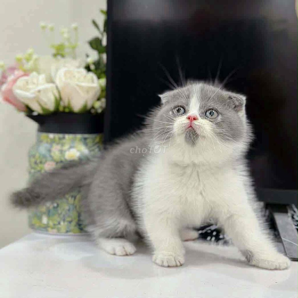 Mèo Tai cụp Xám trắng 1 mũi. Mua bán Mèo tại Quận Hà Đông Hà Nội được đăng bởi Babyboo hình 1
