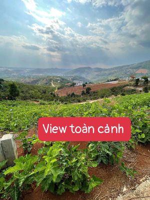 🔥 ĐẤT VIEW PHẬT BÀ MÊ LINH – GIÁ DƯỚI 1 TỶ 🔥  Diện tích 300m² (126m² t