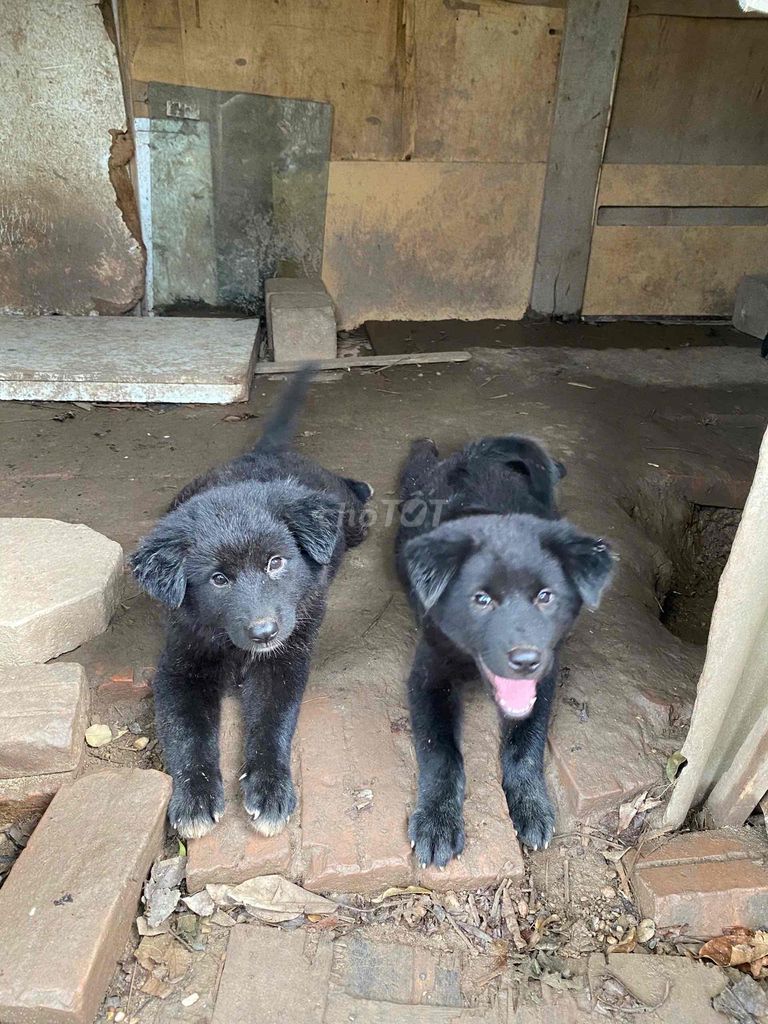 Nhà có 2 bé chó con cần bán. Mua bán Chó tại Huyện Thanh Trì Hà Nội được đăng bởi Như hình 5
